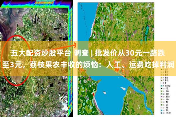 五大配资炒股平台 调查 | 批发价从30元一路跌至3元，荔枝果农丰收的烦恼：人工、运费吃掉利润